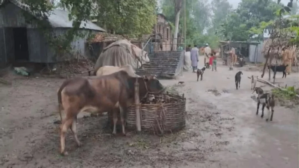 গাইবান্ধায় বাড়ছে অ্যানথ্রাক্স আতঙ্ক, সাত দিনে ১১ জন আক্রান্ত